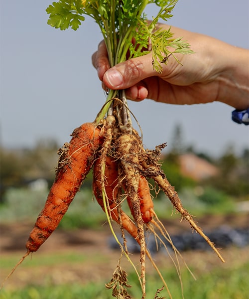 Organic Carrots