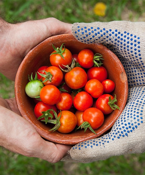 Fresh Tomatoes