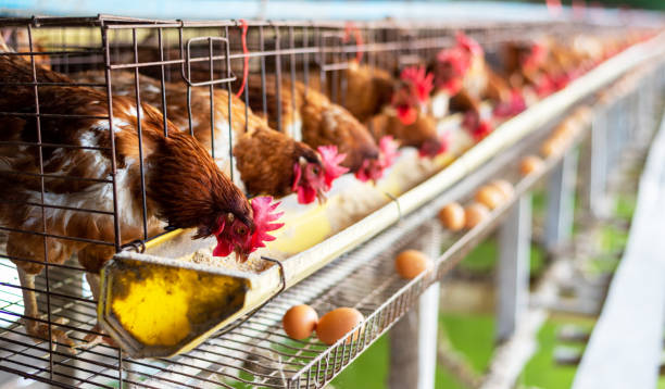 Organic Poultry