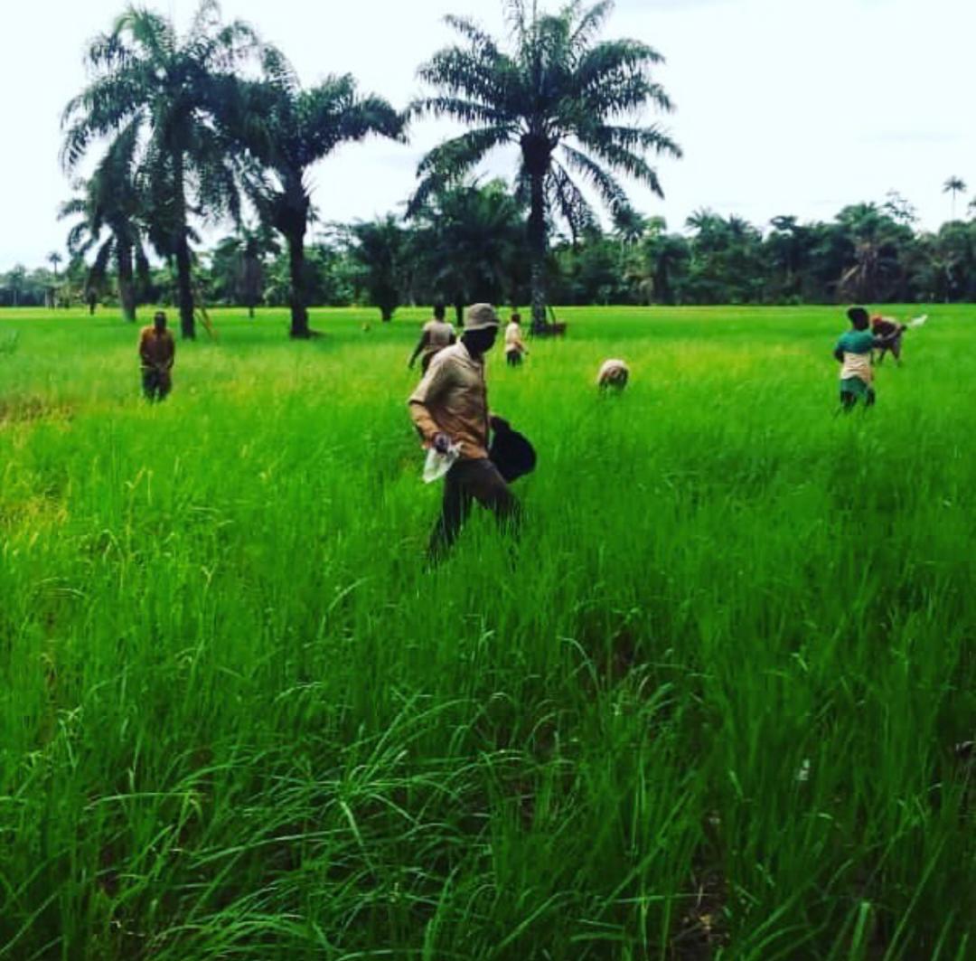 Datunchi Farms